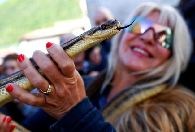 The most common snake is the cervone (Elaphe quatuorlineata), which measures at 2.5 m (8.2 feet) and is the longest snake in Italy. (Tony Gentile / Reuters)