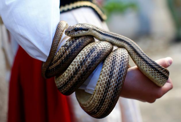 A woman holds a snake, used to cover a wooden statue of Saint Domenico, during the procession in Cocullo. (Tony Gentile / Reuters)