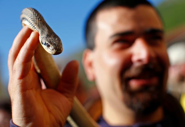 A man holds a snake during the procession. San Domenico was renowned for his ability to cure those bitten by poisonous snakes. Snakes were common in the area and it was the cause of many deaths at the time. (Tony Gentile / Reuters)