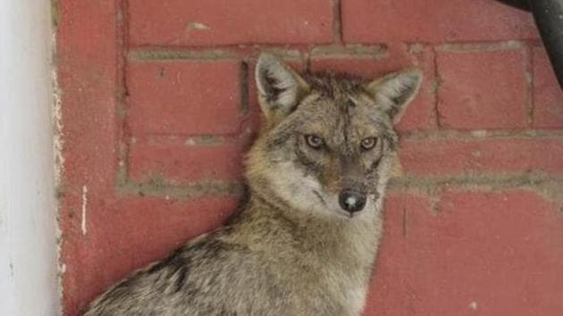 Shukla said he had spotted jackals in the area before, but they had never attacked him.(Photo for representation)