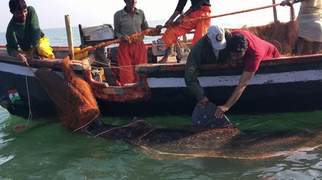 Officials from the Wildlife Trust of India tagging the 18-foot shark. (WTI) Officials from the Wildlife Trust of India tagging the 18-foot shark. (WTI)