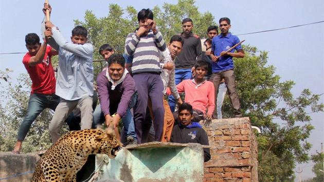 A two-and-half-year-old leopard was killed last November in Mandawar village near Gurgaon after it strayed into a human habitat.(PTI/File Photo)