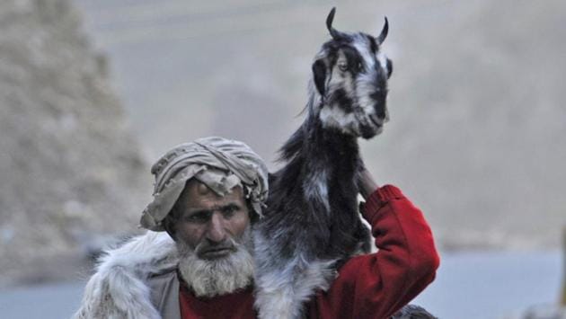 A nomad carries his goat on his back on the Srinagar-Jammu highway. (Waseem Andrabi /HT Photo) A nomad carries his goat on his back on the Srinagar-Jammu highway. (Waseem Andrabi /HT Photo)