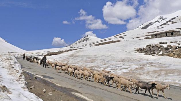 A nomadic shepherd belonging to the Gujjar-Bakarwal community crosses a mountain pass with his flock of sheep and goats. Not very far from Shopian lies the picturesque Peer-Ki-Galli high up in the Pir Panjal moutain range that is famous with tourists who visit it the summer months. (Waseem Andrabi /HT Photo) A nomadic shepherd belonging to the Gujjar-Bakarwal community crosses a mountain pass with his flock of sheep and goats. Not very far from Shopian lies the picturesque Peer-Ki-Galli high up in the Pir Panjal moutain range that is famous with tourists who visit it the summer months. (Waseem Andrabi /HT Photo)