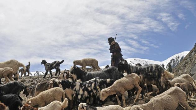 A member of the nomadic Gujjar-Bakarwal community with his flock of sheep and goats cross a road in the mountains through the famed Mughal Road. (Waseem Andrabi /HT Photo) A member of the nomadic Gujjar-Bakarwal community with his flock of sheep and goats cross a road in the mountains through the famed Mughal Road. (Waseem Andrabi /HT Photo)