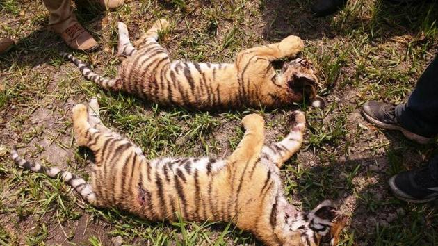 Two cubs, a male and a female, were found dead in compartment 120 of Mala range of the tiger reserve forest. (HT Photo) Two cubs, a male and a female, were found dead in compartment 120 of Mala range of the tiger reserve forest. (HT Photo)