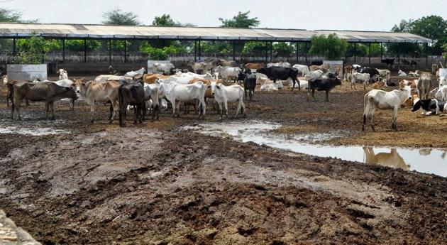With an annual budget of Rs 20 crore, the Haryana Gau Sewa Ayog has provided Rs 150 for each cattle to all 437 gaushalas in the state but sources in gaushalas say this is not sufficient to feed the cattle for a year.(PTI Representative Photo) With an annual budget of Rs 20 crore, the Haryana Gau Sewa Ayog has provided Rs 150 for each cattle to all 437 gaushalas in the state but sources in gaushalas say this is not sufficient to feed the cattle for a year.(PTI Representative Photo)