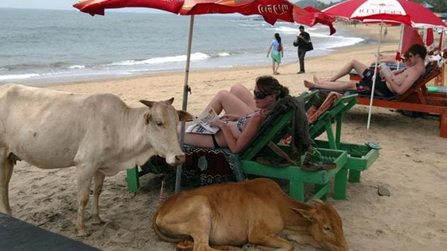 Tourists relaxing next to cows on Anjuna Beach in Goa.(AFP FILE PHOTO)