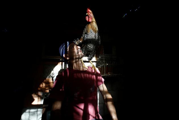 Martin Herrera, works translating documents, so he earns enough money to feed himself and to feed Paquito. (Juan Carlos Ulate / Reuters) Martin Herrera, works translating documents, so he earns enough money to feed himself and to feed Paquito. (Juan Carlos Ulate / Reuters)