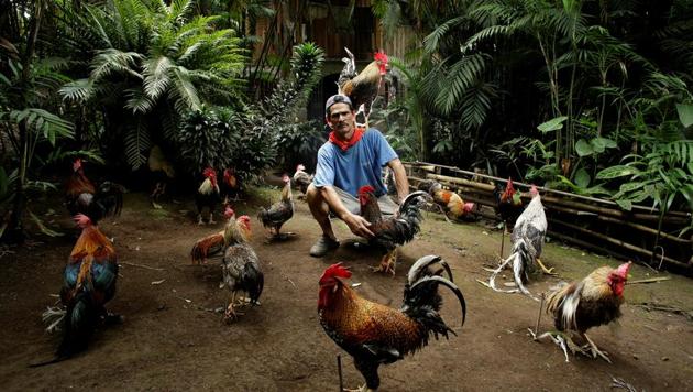 Martin Herrera, 58, who has had a love for roosters since his childhood, and has spent the last 20 years domesticating and training them, poses with his favourite rooster ‘Paquito’ around other roosters in his house in San Jose, Costa Rica. (Juan Carlos Ulate / Reuters) Martin Herrera, 58, who has had a love for roosters since his childhood, and has spent the last 20 years domesticating and training them, poses with his favourite rooster ‘Paquito’ around other roosters in his house in San Jose, Costa Rica. (Juan Carlos Ulate / Reuters)