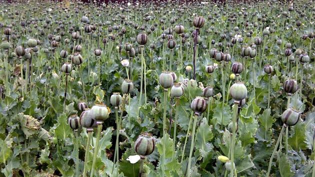 Crop of Poppy cultivation in full bloom at Balumath in Palamu(HT File Photo)