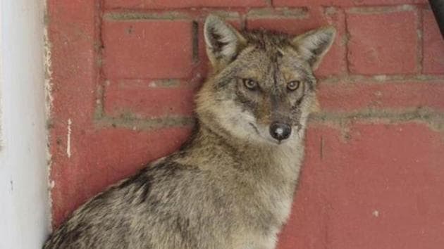 Jackals are protected under schedule III of the Wildlife Protection Act, 1972(Pic for Representation)