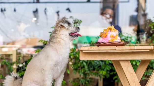 Restaurateurs believe that patrons frequent eateries just to play with cats and dogs.(Istock)
