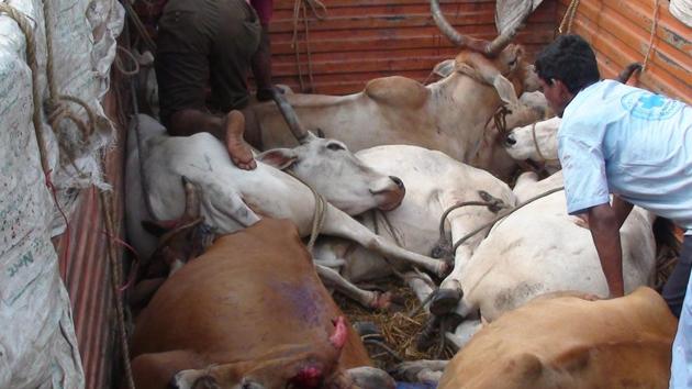 Hc Directs Rajasthan Govt To Install Scanners At Highway Toll Plazas To Check Cattle Smuggling Hindustan Times Gau raksha dal in jammu and kashmir. install scanners at highway toll plazas