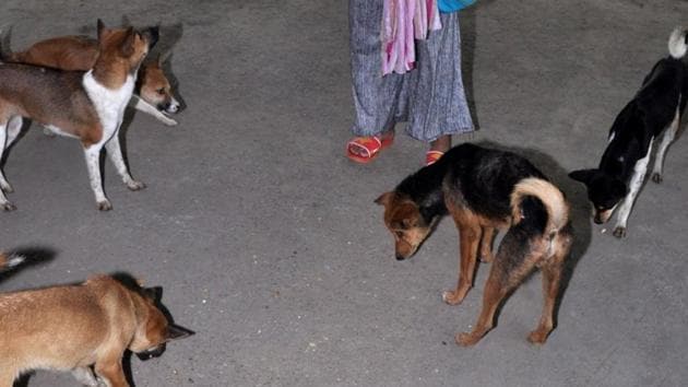 Dogs rescued in Assam on Thursday night. (HT Photo) Dogs rescued in Assam on Thursday night. (HT Photo)