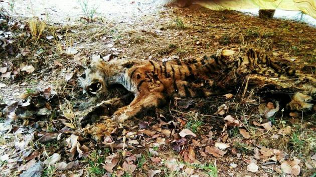 A post-mortem could not reveal the exact cause of death as the carcass was found decomposed near Palebarsa village in Chandrapur.(HT Photo) A post-mortem could not reveal the exact cause of death as the carcass was found decomposed near Palebarsa village in Chandrapur.(HT Photo)