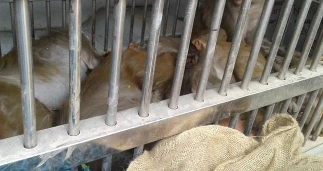 The monkeys caught at Ara in Bihar’s Bhojpur district by a team from Patna-based Sanjay Gandhi Biological Park.(HT photo) The monkeys caught at Ara in Bihar’s Bhojpur district by a team from Patna-based Sanjay Gandhi Biological Park.(HT photo)