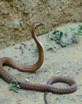A cobra rescued from a Panchkula factory by Salim Khan. (BHUPINDER SINGH) A cobra rescued from a Panchkula factory by Salim Khan. (BHUPINDER SINGH)
