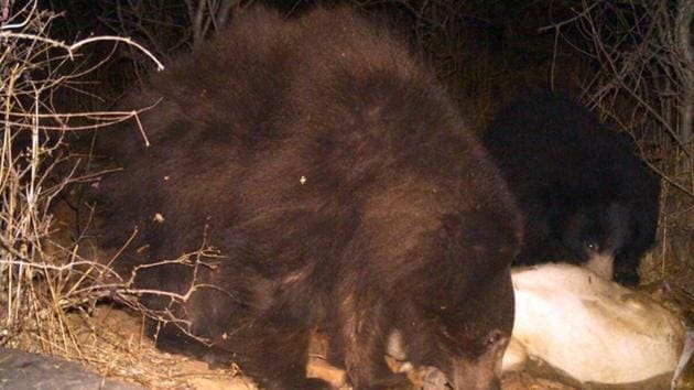 Brown sloth bear sighted in Kailadevi forest area. (HT Photo)