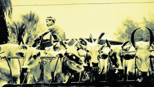 Cows being taken to slaughterhouses in a truck.(Hindustan Times photo)