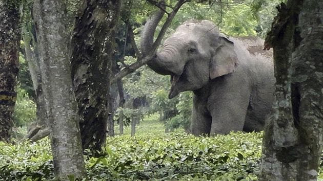 The elephant strayed into the CRPF camp at Taralu village from the adjacent Savandurga forest. The elephant strayed into the CRPF camp at Taralu village from the adjacent Savandurga forest.