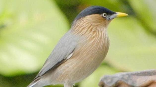 Citizens should plant creepers and bonsai plants in their balconies and fruit trees in their societies to attract birds. (HT Photo) Citizens should plant creepers and bonsai plants in their balconies and fruit trees in their societies to attract birds. (HT Photo)