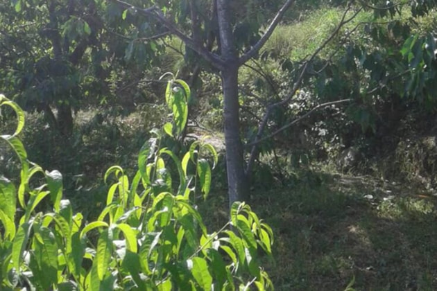 The bears are on prowl mainly in Bahli, Bhutti, Manjavan, Dadesh, banot, Doba, Dalan villages of Kotgarh region(HT Photo) The bears are on prowl mainly in Bahli, Bhutti, Manjavan, Dadesh, banot, Doba, Dalan villages of Kotgarh region(HT Photo)