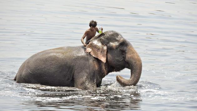 An elephant and his mahout take a dip in the  river Yamuna. (Anmol Wahi/HT Photo) 