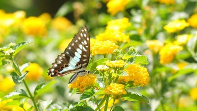 A butterfly collecting nectar from the flowers of congress grass . (Pradeep Pandit/HT Photo)