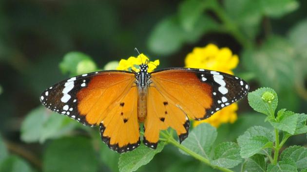 A butterfly collecting nectar from the flowers of congress grass.- (Pradeep Pandit/HT Photo)