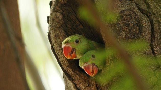Baby parrots peeking from the tree. (Pardeep Pandit/ HT Photo)