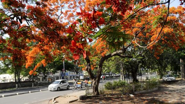 A full blooming Gulmohar tree at the mall road in Patiala on Tuesday. (Bharat Bhushan/HT Photo)
