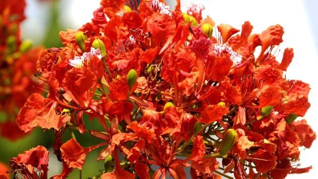 A view of full blooming Gulmohar tree. (Bharat Bhushan/HT Photo)