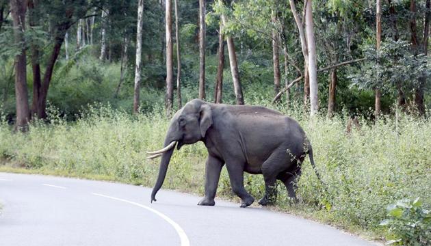 As Kerala is slipping into an unprecedented drought man-animal conflict has risen sharply. Wild animals like elephants have started raiding human settlements frequently.(HT Photo) As Kerala is slipping into an unprecedented drought man-animal conflict has risen sharply. Wild animals like elephants have started raiding human settlements frequently.(HT Photo)