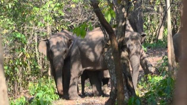 Elephant herd at Palamu Tiger Reserve (HT File Photo) Elephant herd at Palamu Tiger Reserve (HT File Photo)