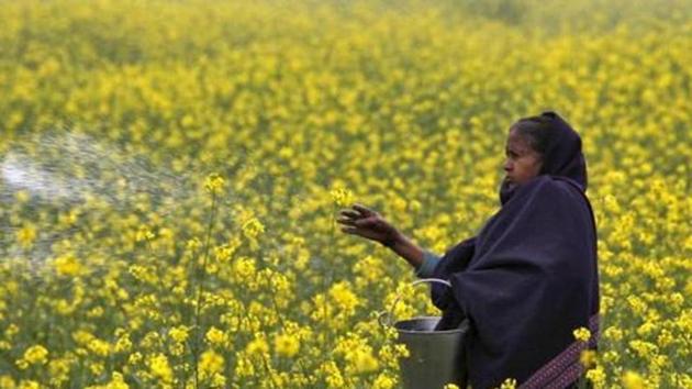 GM mustard is a publicly-funded project developed by Delhi University’s Centre for Genetic Manipulation of Crop Plants.(Reuters File Photo)