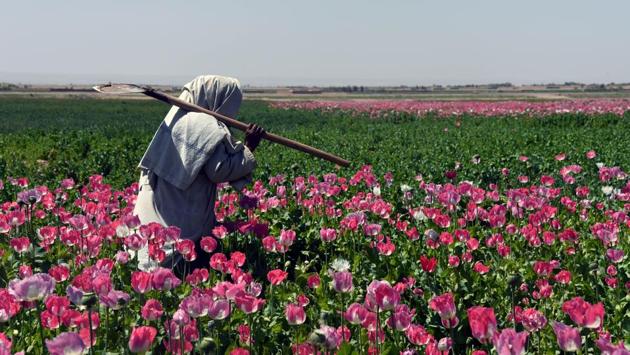 Over the last 15 years, the US government has spent billions of dollars on a war to eliminate drugs from Afghanistan, but the country still remains the world's top opium producer. (Javed TANVEER / AFP) Over the last 15 years, the US government has spent billions of dollars on a war to eliminate drugs from Afghanistan, but the country still remains the world's top opium producer. (Javed TANVEER / AFP)