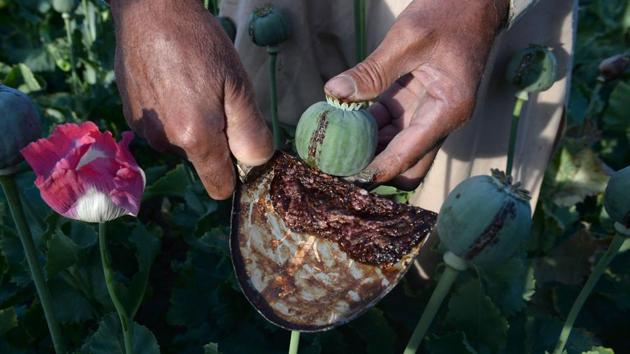 An Afghan farmer harvests opium sap from a poppy field in the Surkh Rod district of Nangarhar province. The US government has spent billions of dollars on a war to eliminate drugs from Afghanistan, but the country still remains the world's top opium producer. (NOORULLAH SHIRZADA / AFP) An Afghan farmer harvests opium sap from a poppy field in the Surkh Rod district of Nangarhar province. The US government has spent billions of dollars on a war to eliminate drugs from Afghanistan, but the country still remains the world's top opium producer. (NOORULLAH SHIRZADA / AFP)