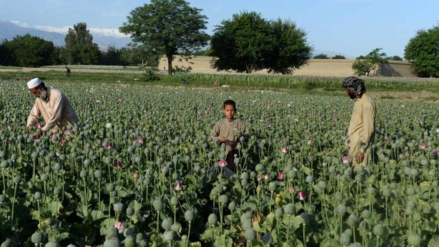 Afghan farmers harvest opium sap from their poppy fields. (NOORULLAH SHIRZADA / AFP) Afghan farmers harvest opium sap from their poppy fields. (NOORULLAH SHIRZADA / AFP)