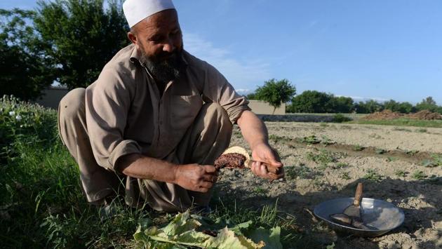 Opium production is a major source of income for the Taliban insurgents. (NOORULLAH SHIRZADA/ AFP) Opium production is a major source of income for the Taliban insurgents. (NOORULLAH SHIRZADA/ AFP)