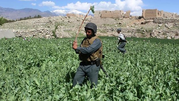 Afghan security personnel destroy an illegal poppy crop in Laghman province. (Waseem NAIKZAD / AFP) Afghan security personnel destroy an illegal poppy crop in Laghman province. (Waseem NAIKZAD / AFP)