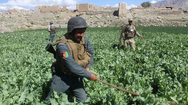 According to the U.S. military, the Taliban, considered the strongest terrorist group in Afghanistan, generates as much as 60 percent of its funding from the illicit opium trade. (Waseem NAIKZAD / AFP) According to the U.S. military, the Taliban, considered the strongest terrorist group in Afghanistan, generates as much as 60 percent of its funding from the illicit opium trade. (Waseem NAIKZAD / AFP)