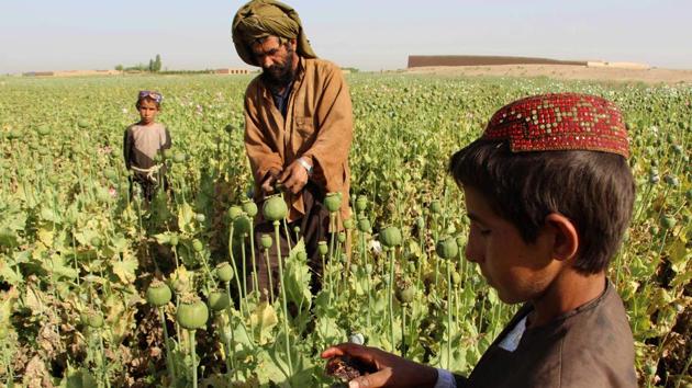 Last year, Afghanistan saw a 10 percent jump in opium cultivation compared to the previous year because of bumper harvests, collapsing eradication efforts and declining international aid to combat drugs, according to the United Nations. (NOOR MOHAMMAD / AFP) Last year, Afghanistan saw a 10 percent jump in opium cultivation compared to the previous year because of bumper harvests, collapsing eradication efforts and declining international aid to combat drugs, according to the United Nations. (NOOR MOHAMMAD / AFP)