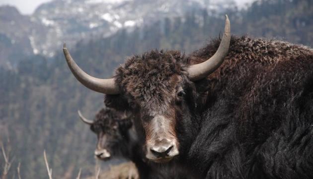 The outcome of the research on yak, researchers say, will be vital when oxygen levels fall. (Photo by Rajib Jyoti Sarma) The outcome of the research on yak, researchers say, will be vital when oxygen levels fall. (Photo by Rajib Jyoti Sarma)