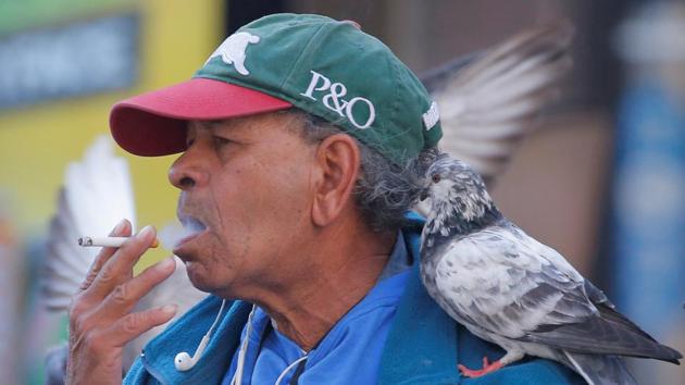 A pigeon sits on the shoulder of a man as he smokes a cigarette in Sydney, Australia, on May 11, 2017. (Reuters) A pigeon sits on the shoulder of a man as he smokes a cigarette in Sydney, Australia, on May 11, 2017. (Reuters)
