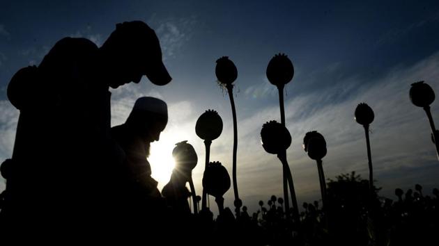 Afghan farmers harvest opium sap from their poppy fields. Opium is used in heroine production, and massive opium crops mean cheaper drugs. (NOORULLAH SHIRZADA / AFP) Afghan farmers harvest opium sap from their poppy fields. Opium is used in heroine production, and massive opium crops mean cheaper drugs. (NOORULLAH SHIRZADA / AFP)