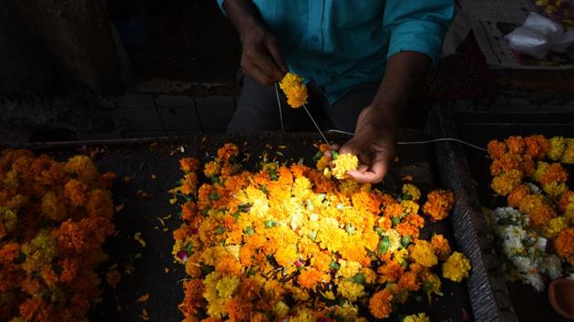 The common Marigold is familiar to everyone, with its pale-green leaves and golden orange flowers, they are very much used in making garlands for temple decoration. (MANPREET SINGH/HT PHOTO)