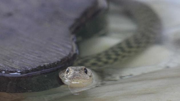 According to Chhatbir zoo director Manish Sharma, the main aim of adoptions is to encourage empathy for the animals. Adopting a snake costs Rs 300 per month. (ht pHOTO)