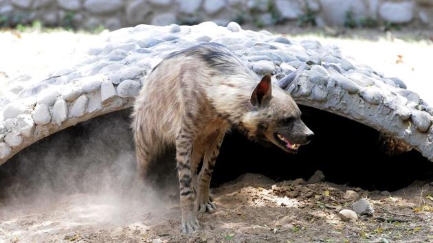 In case of wild animals or reptiles the adopters are not allowed to venture near the animals due to safety concerns. Feeding a hyena costs Rs 6,000 per month. (HT Photo)