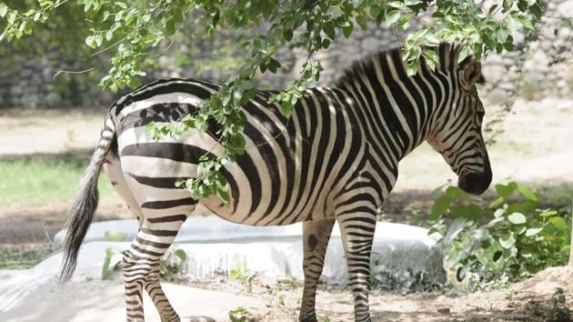 The adopters pay for the feed of the animal they decide to adopt. They also fix a period for adoption, which can vary from a month to a year or more. Feeding a zebra costs Rs 2,100 per month. (HT Photo)